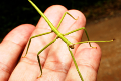 Cladoxerus