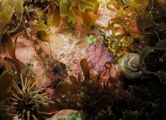 Helcogrammoides cunninghami