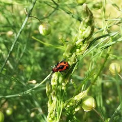 Crioceris quinquepunctata
