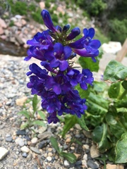 Penstemon cyananthus