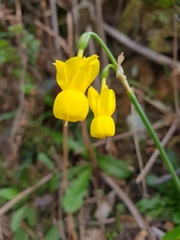 Narcissus triandrus lusitanicus