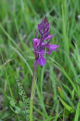 Dactylorhiza traunsteineri