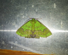 Agathia diversiformis