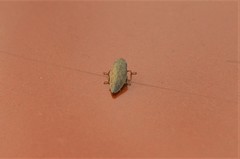 Aphrodinae