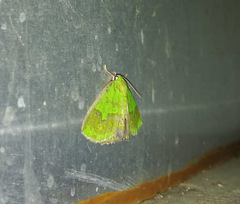 Agathia diversiformis