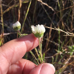 Hemizonia congesta luzulifolia