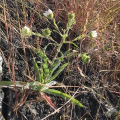 Hemizonia congesta luzulifolia