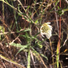 Hemizonia congesta luzulifolia