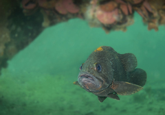 Acanthistius patachonicus