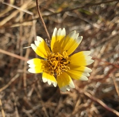 Layia jonesii
