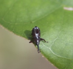 Mesoptiliinae