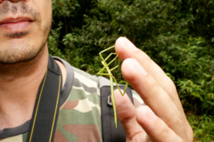 Cladoxerus