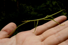 Cladoxerus