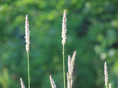 Alopecurus pratensis