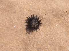 Echinometra