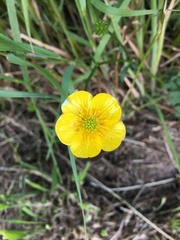 Ranunculus auricomus