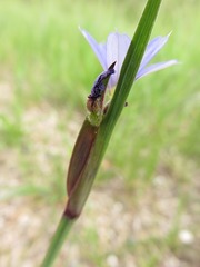 Sisyrinchium
