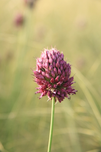 Round-headed Leek