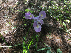 Iris tenax