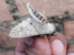 Lepidoptera