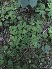 Oxalis acetosella