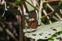 Eueides vibilia
