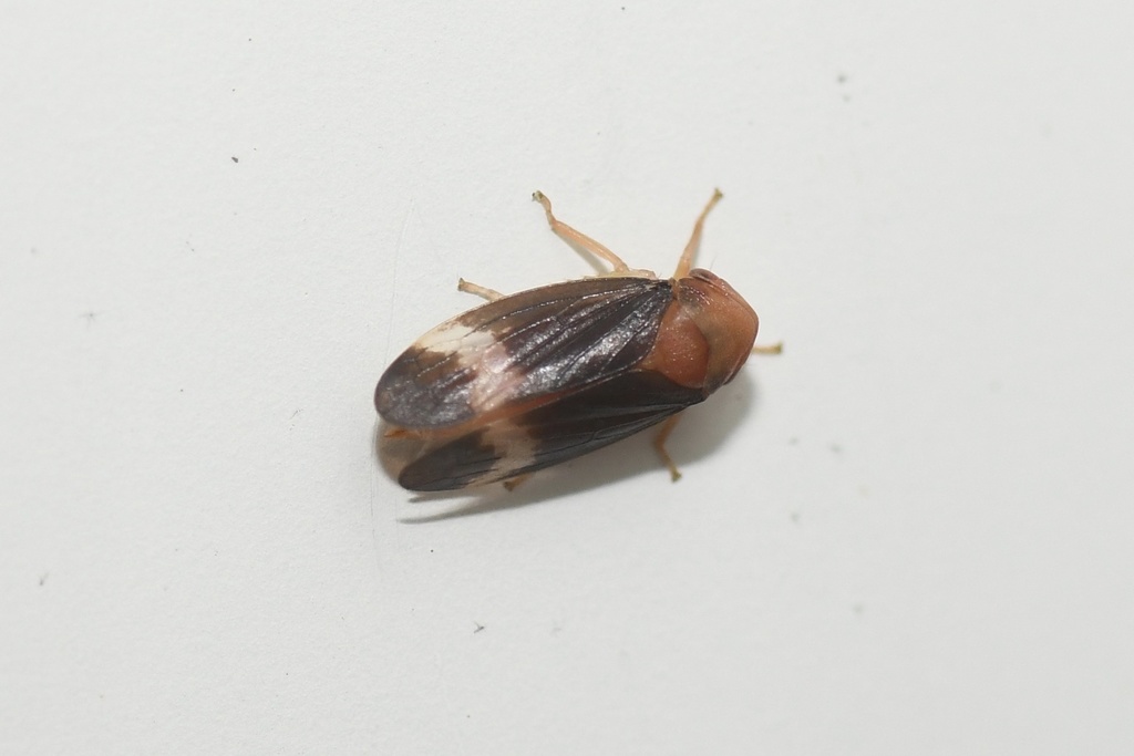 Macropsis basalis
