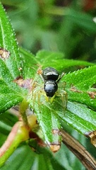 Heliophanus cupreus