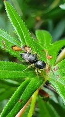 Heliophanus cupreus