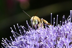 Svastra obliqua expurgata