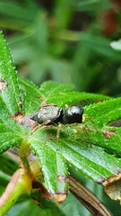 Heliophanus cupreus