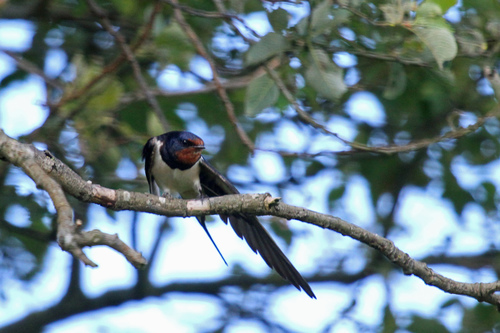Golondrina común (Hirundo rustica)