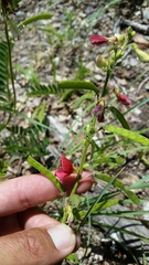 Tephrosia onobrychoides