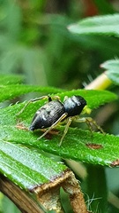 Heliophanus cupreus