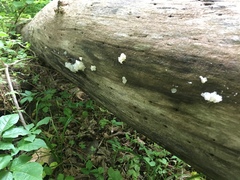 Tremella fuciformis image