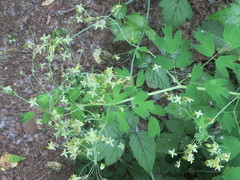 Thalictrum fendleri polycarpum