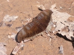 Tanaecia cocytus