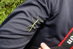 Cladoxerus