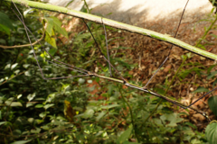 Cladoxerus