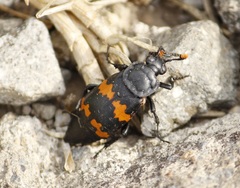 Nicrophorus mexicanus