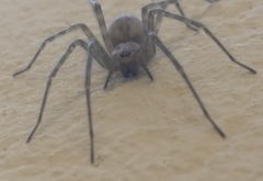 Agelenidae