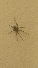 Agelenidae