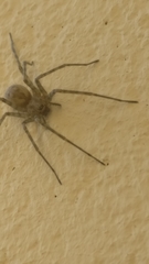 Agelenidae