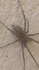 Agelenidae
