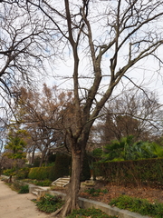 Gleditsia sinensis