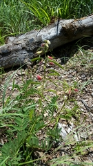 Tephrosia onobrychoides