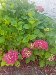 Hydrangea macrophylla