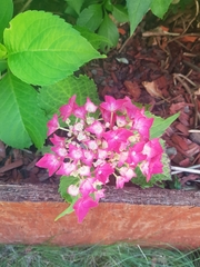 Hydrangea macrophylla