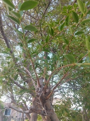Maytenus boaria