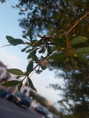 Maytenus boaria